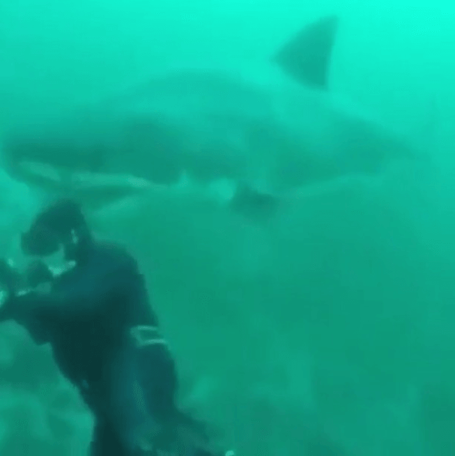 Video of great white shark encounter goes viral