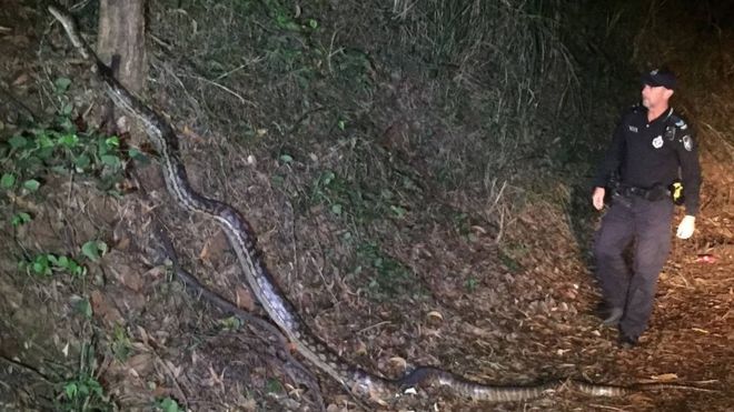 Queensland police python photo gains internet fame