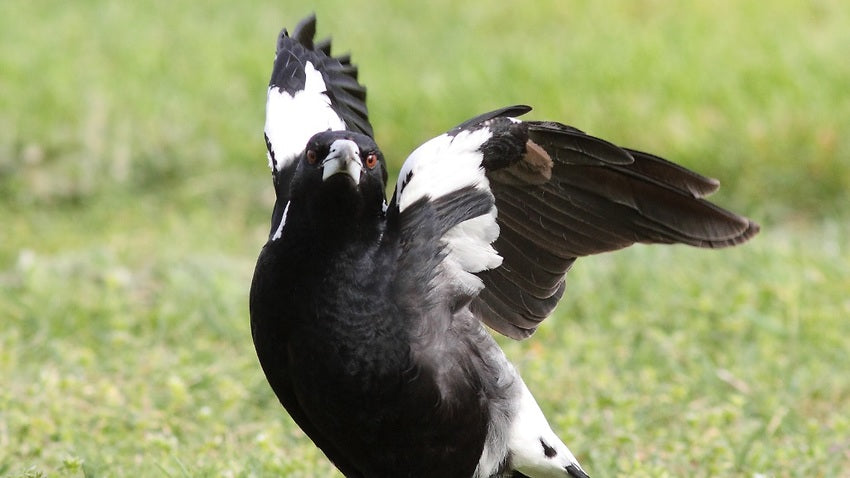Magpie swoops in to claim title as Australia's favourite bird